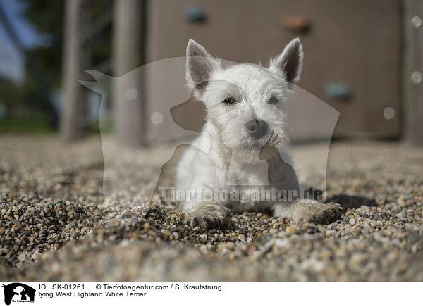 liegender West Highland White Terrier / lying West Highland White Terrier / SK-01261
