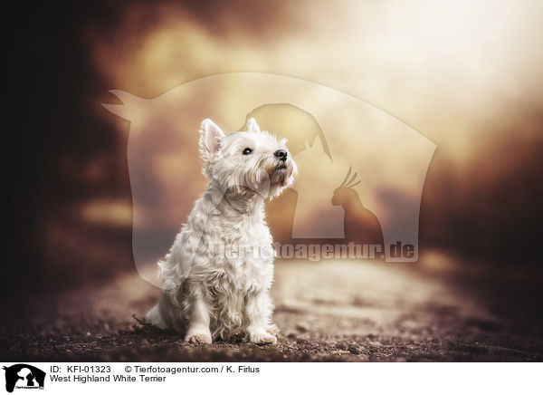 West Highland White Terrier / West Highland White Terrier / KFI-01323