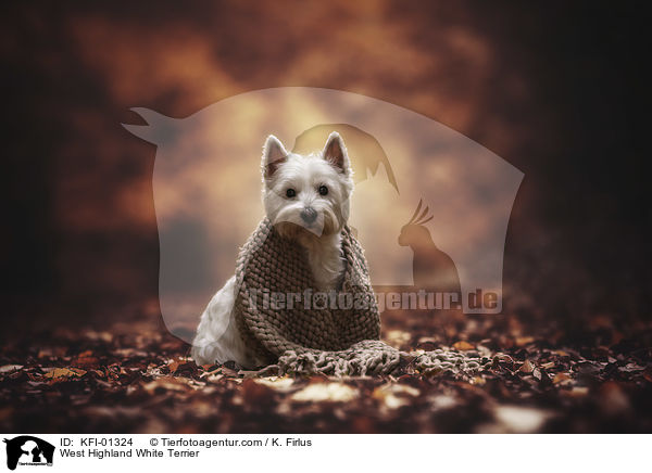 West Highland White Terrier / West Highland White Terrier / KFI-01324