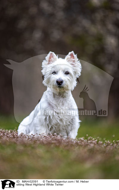 sitzender West Highland White Terrier / sitting West Highland White Terrier / MAH-02091