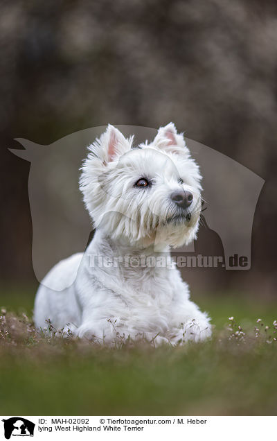 liegender West Highland White Terrier / lying West Highland White Terrier / MAH-02092