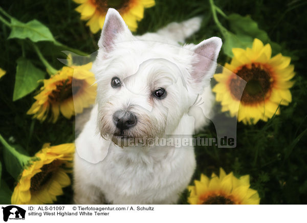 sitzender West Highland White Terrier / sitting West Highland White Terrier / ALS-01097