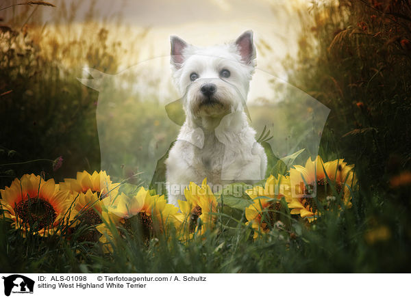 sitzender West Highland White Terrier / sitting West Highland White Terrier / ALS-01098
