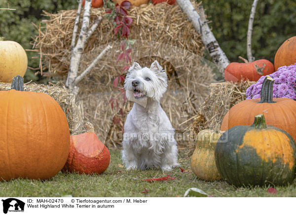 West Highland White Terrier im Herbst / West Highland White Terrier in autumn / MAH-02470