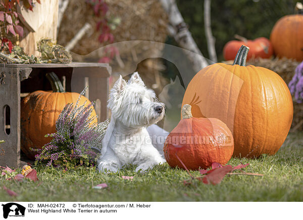 West Highland White Terrier im Herbst / West Highland White Terrier in autumn / MAH-02472