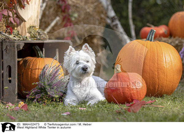 West Highland White Terrier im Herbst / West Highland White Terrier in autumn / MAH-02473