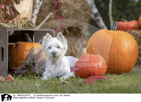 West Highland White Terrier im Herbst / West Highland White Terrier in autumn / MAH-02474