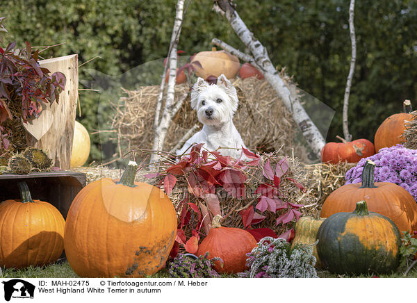 West Highland White Terrier im Herbst / West Highland White Terrier in autumn / MAH-02475