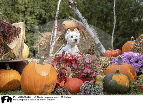 West Highland White Terrier im Herbst / West Highland White Terrier in autumn / MAH-02476