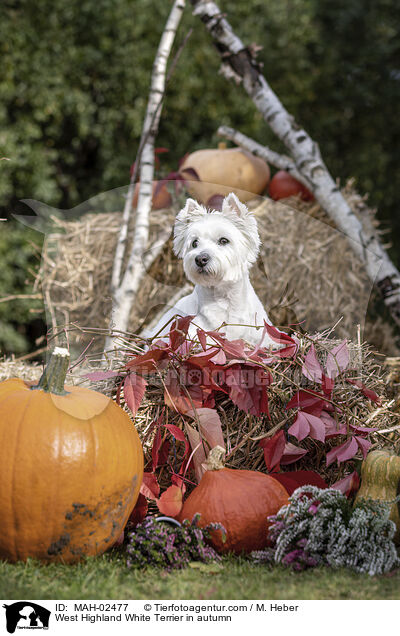 West Highland White Terrier im Herbst / West Highland White Terrier in autumn / MAH-02477