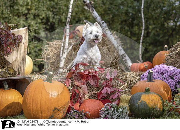 West Highland White Terrier im Herbst / West Highland White Terrier in autumn / MAH-02478