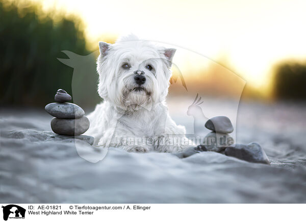 West Highland White Terrier / West Highland White Terrier / AE-01821