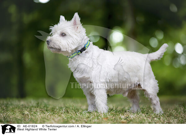 West Highland White Terrier / West Highland White Terrier / AE-01824