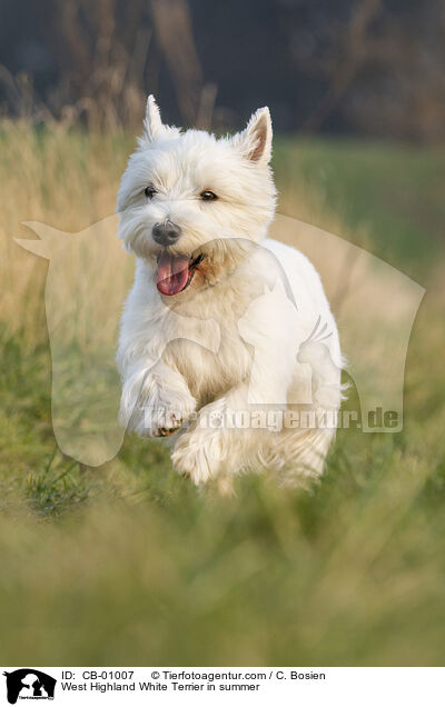West Highland White Terrier in summer / CB-01007