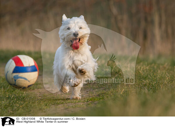West Highland White Terrier in summer / CB-01008