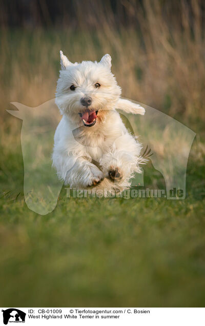 West Highland White Terrier im Sommer / West Highland White Terrier in summer / CB-01009