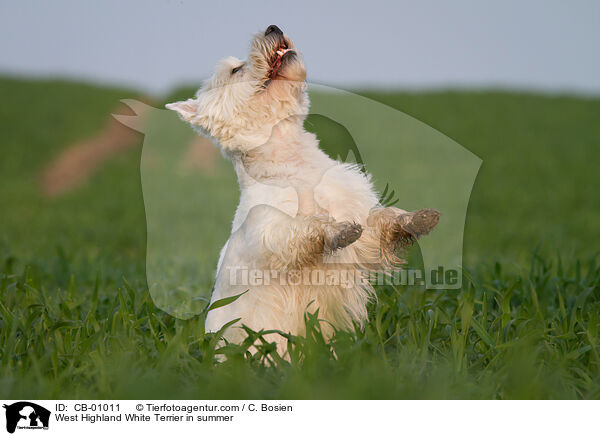 West Highland White Terrier im Sommer / West Highland White Terrier in summer / CB-01011