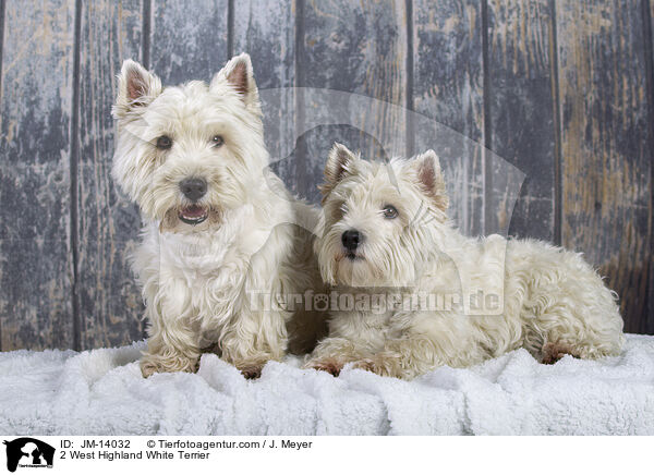2 West Highland White Terrier / 2 West Highland White Terrier / JM-14032
