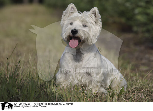 West Highland White Terrier / West Highland White Terrier / JM-16220