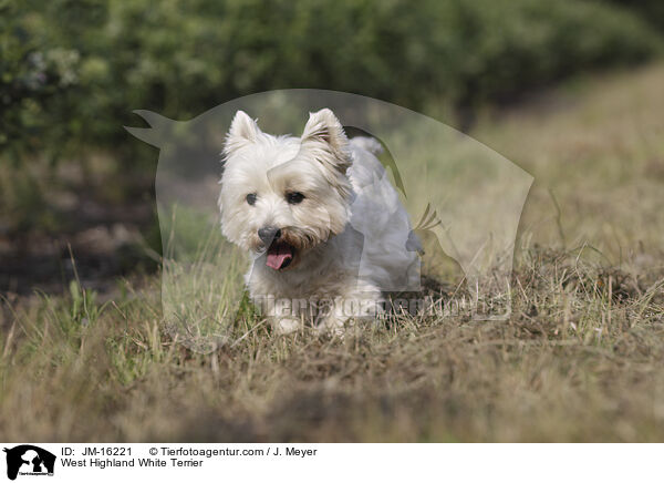 West Highland White Terrier / JM-16221