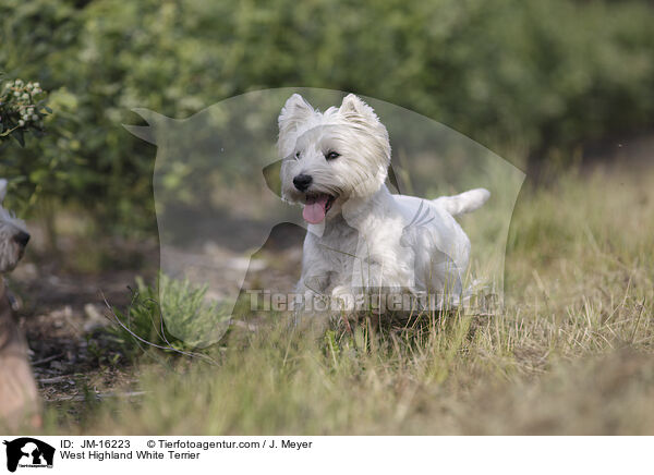 West Highland White Terrier / West Highland White Terrier / JM-16223