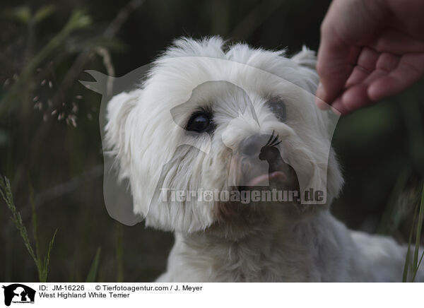 West Highland White Terrier / West Highland White Terrier / JM-16226