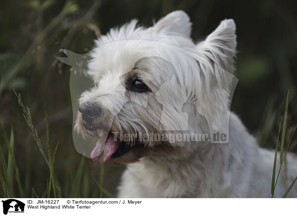 West Highland White Terrier / JM-16227
