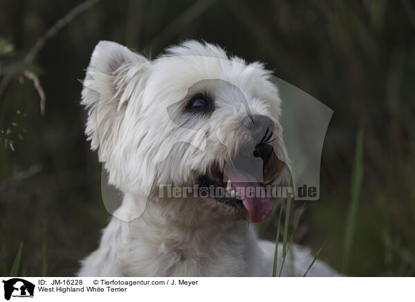 West Highland White Terrier / JM-16228