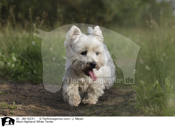 West Highland White Terrier / West Highland White Terrier / JM-16231