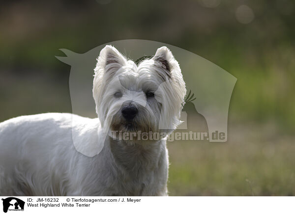 West Highland White Terrier / West Highland White Terrier / JM-16232
