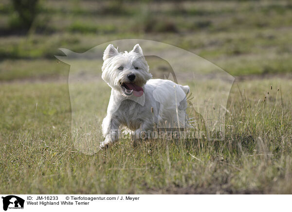 West Highland White Terrier / West Highland White Terrier / JM-16233