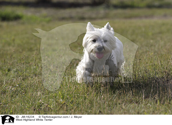 West Highland White Terrier / West Highland White Terrier / JM-16234