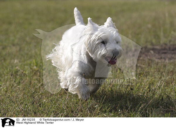 West Highland White Terrier / West Highland White Terrier / JM-16235
