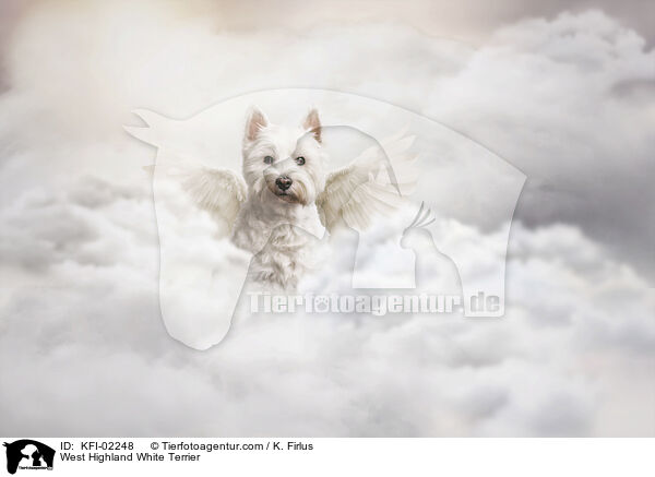 West Highland White Terrier / West Highland White Terrier / KFI-02248