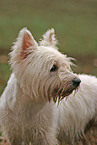 West Highland White Terrier Portrait