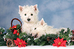 West Highland White Terrier puppies at christmas