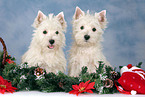 West Highland White Terrier puppies at christmas