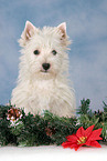 West Highland White Terrier puppy at christmas