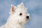 West Highland White Terrier puppy