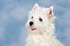 West Highland White Terrier puppy