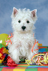 West Highland White Terrier puppy