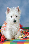 West Highland White Terrier puppy