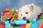 West Highland White Terrier puppy