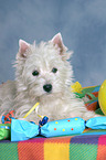 West Highland White Terrier puppy