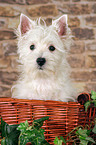 West Highland White Terrier puppy