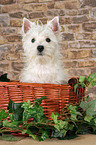 West Highland White Terrier puppy