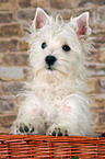 West Highland White Terrier puppy