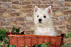 West Highland White Terrier puppy