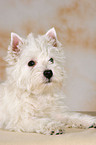 West Highland White Terrier puppy