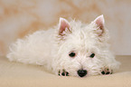 West Highland White Terrier puppy